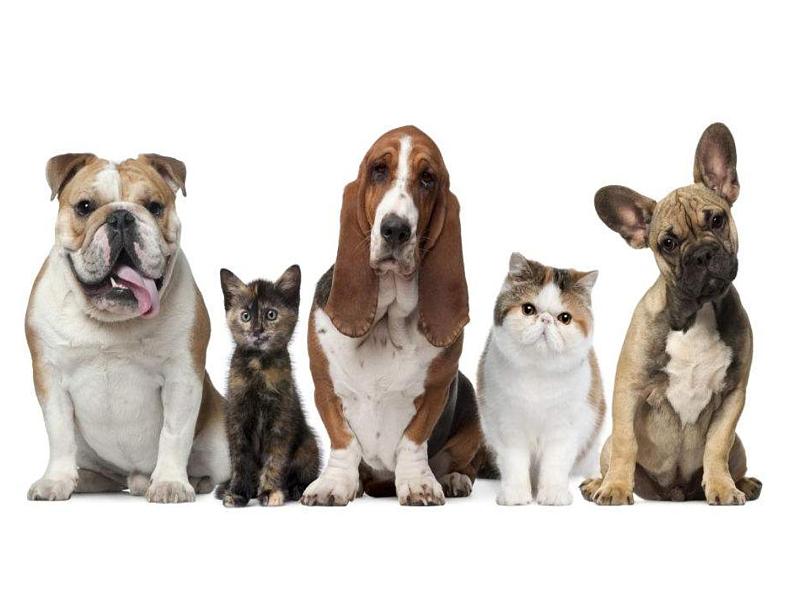 11《别伤着自己》第2课时  课件+教案+视频素材03