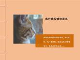 小学思想品德一年级下册《可爱的动物》教育教学课件