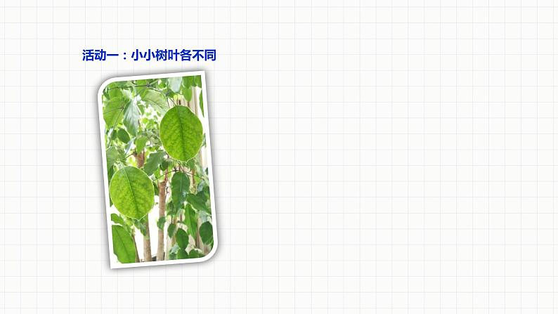 部编版道德与法治三年级下册 不一样的你我他  课件05