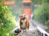 部编版一年级道德与法治下册课件--7 可爱的动物