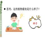 部编版二年级道德与法治下册--4 试种一粒籽（课件）