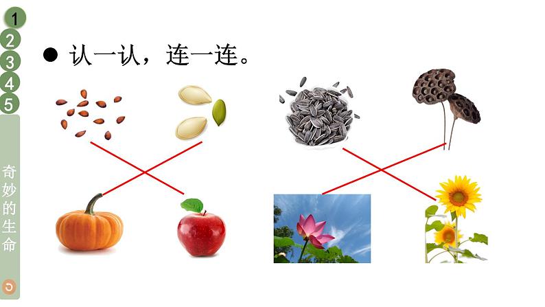 部编版二年级道德与法治下册--4 试种一粒籽（课件）第4页