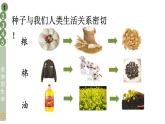 部编版二年级道德与法治下册--4 试种一粒籽（课件）