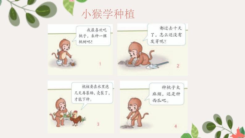 【精】4 试种一粒籽（课件）学年二年级下册道德与法治（部编版）第2页