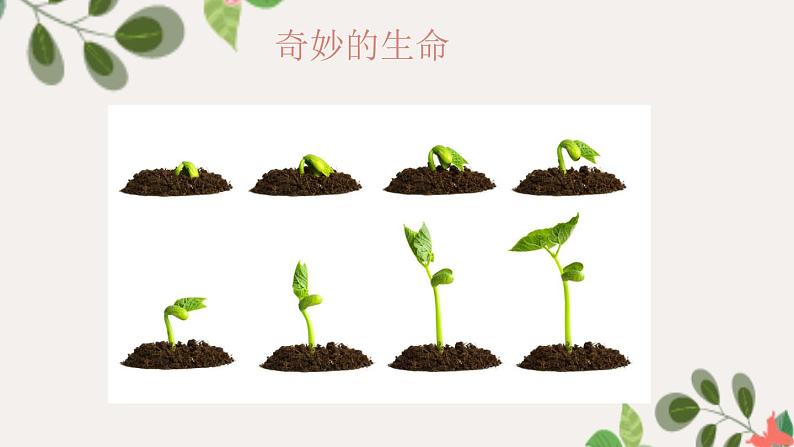 【精】4 试种一粒籽（课件）学年二年级下册道德与法治（部编版）第5页