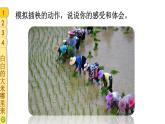 部编版四年级道德与法治下册--7 我们的衣食之源（课件）