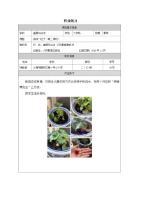 小学政治 (道德与法治)人教部编版二年级下册4 试种一粒籽教学设计