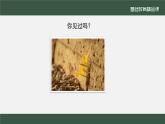 小学道德与法治二年级下册4 试种一粒籽1 (2)课件