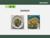 小学道德与法治二年级下册4 试种一粒籽2 (2)课件