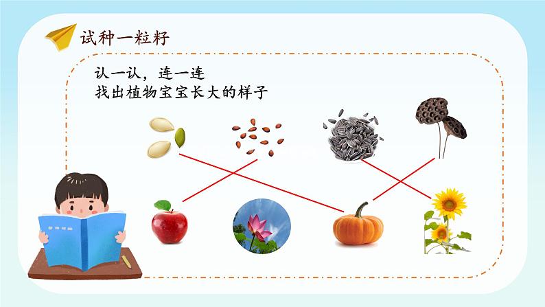 第4课第1课时《试种一粒籽》课件第7页