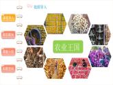 我们的衣食之源（第二课时）-精品课件