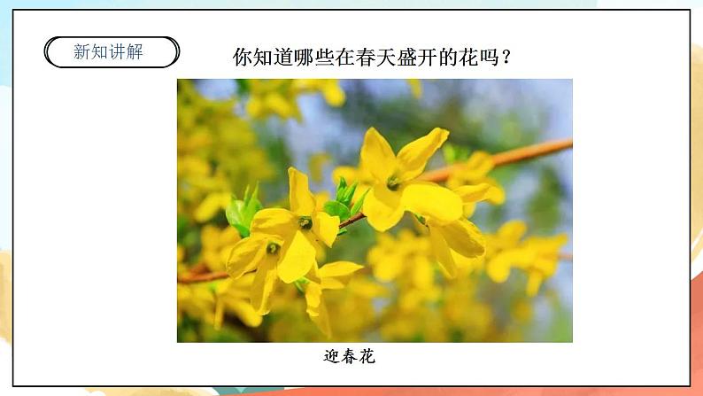 【核心素养】人教部编版道法一年级下册6.《花儿草儿真美丽》第一课时 课件第5页