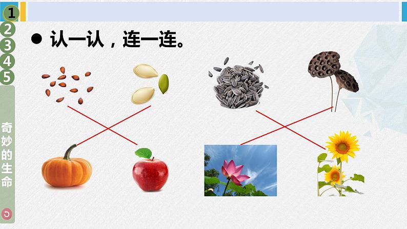 二年级道德与法治下册 1.第一单元 让我试试看4 试种一粒籽（教学课件）第7页