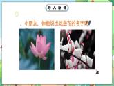 人教部编版道德与法治一年级下册 第六课《花儿草儿真美丽》第一课时 课件+教案+练习
