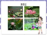 【核心素养】部编版道德与法治二上10《我们不乱扔》课件+教案