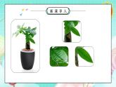 部编版小学道德与法治三年级下册1.1《我是独特的》第一课时 课件+教案