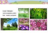統(tǒng)編版小學(xué)道德與法治一年級下冊2-6《花兒草兒真美麗》課件