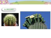 統(tǒng)編版小學(xué)道德與法治一年級下冊2-6《花兒草兒真美麗》課件