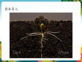 【核心素养大单元】部编版道德与法治二年级下册4.试种一粒籽（第一课时）单元整体分析+课件+教案+素材