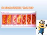 7《生命最寶貴》課件+教案（統(tǒng)編版道德與法治三年級上冊）