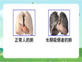 部編版小學(xué)道德與法治五年級(jí)上冊(cè)3.1《主動(dòng)拒絕煙酒和毒品》第一課時(shí)課件+優(yōu)質(zhì)教案（含學(xué)情分析）