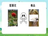 部編版小學(xué)道德與法治五年級(jí)上冊(cè)3.2《主動(dòng)拒絕煙酒和毒品》第二課時(shí)課件+優(yōu)質(zhì)教案（含學(xué)情分析）