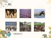 小學(xué)政治 (道德與法治)統(tǒng)編版（2024）二年級(jí)下冊(cè)3.12 我的環(huán)保小搭檔 課件