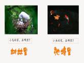 小學(xué)政治 (道德與法治)統(tǒng)編版（2024）三年級下冊2.5我的家在這里 課件