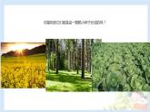 二年级下道德与法治课件2020新部编人教版道德与法治二年级下册 4 试种一粒籽 课件（共10张PPT）_人教版（2016部编版）