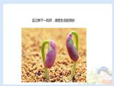 二年级下道德与法治课件2020新部编人教版道德与法治二年级下册 4 试种一粒籽 课件（共10张PPT）_人教版（2016部编版）