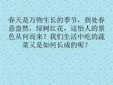 二年级下道德与法治课件二年级下册道德与法治课件-《4 试种一粒籽》 部编版 (共22张PPT)_人教版（2016部编版）