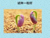 二年级下道德与法治课件二年级下册道德与法治课件-《4 试种一粒籽》 部编版 (共22张PPT)_人教版（2016部编版）