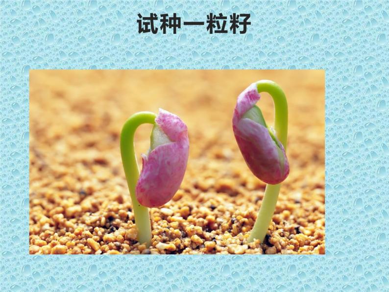 小学政治思品4 试种一粒籽多媒体教学课件ppt