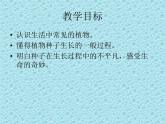 二年级下道德与法治课件二年级下册道德与法治课件-《4 试种一粒籽》 部编版 (共22张PPT)_人教版（2016部编版）