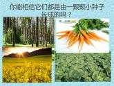 二年级下道德与法治课件二年级下册道德与法治课件-《4 试种一粒籽》 部编版 (共22张PPT)_人教版（2016部编版）