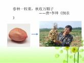 二年级下道德与法治课件二年级下册道德与法制课件-4 试种一粒籽  -部编版(共12张PPT)_人教版（2016部编版）