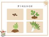 二年级下道德与法治课件二年级下册道德与法制课件-4 试种一粒籽  -部编版(共12张PPT)_人教版（2016部编版）