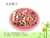 二年级下道德与法治课件二年级下册道德与法制课件-4 试种一粒籽  -部编版(共12张PPT)_人教版（2016部编版）