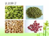 二年级下道德与法治课件二年级下册道德与法制课件-4 试种一粒籽  -部编版(共12张PPT)_人教版（2016部编版）