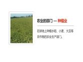 4.2 农业（课时1）-八年级地理上册同步精品课件（人教版）
