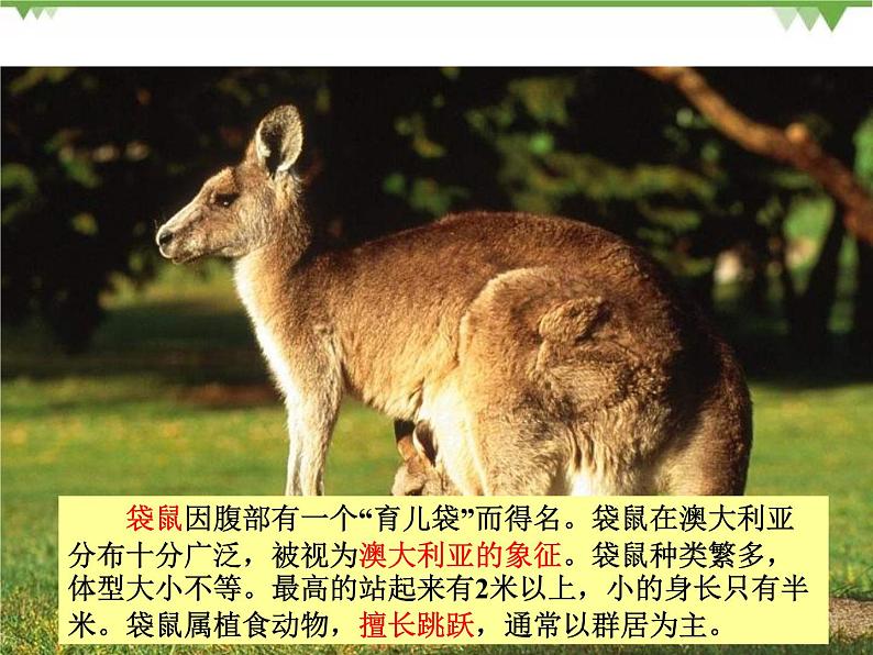 8.7澳大利亚-七年级地理下册  同步教学课件+练习+讲评（湘教版）03