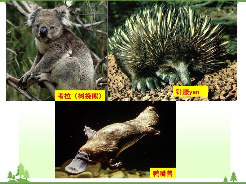 8.7澳大利亚-七年级地理下册  同步教学课件+练习+讲评（湘教版）04