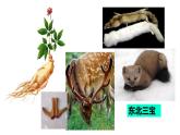 湘教版地理八年级下册第六章 第一节东北地区的地理位置与自然环境 课件