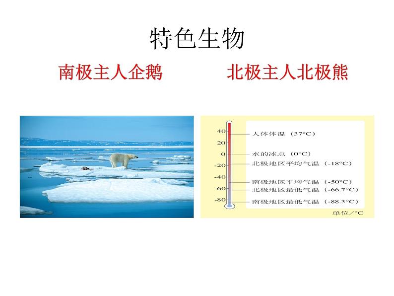 人教版地理七年级下册 极地地区课件PPT04