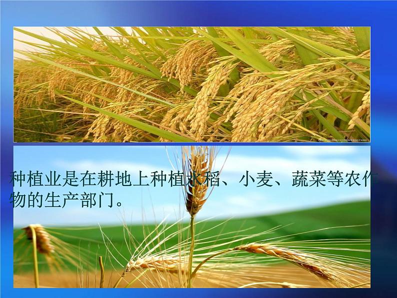 人教版地理八年级上册 4.2 农业课件（46张ppt）第4页