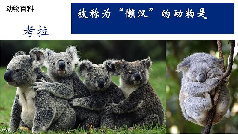 人教版地理七年级下册课件 8.4 澳大利亚（4）05