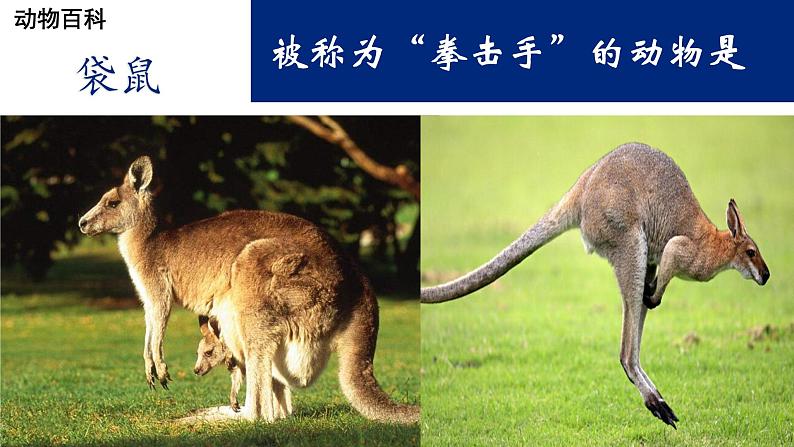 人教版地理七年级下册课件 8.4 澳大利亚（4）06