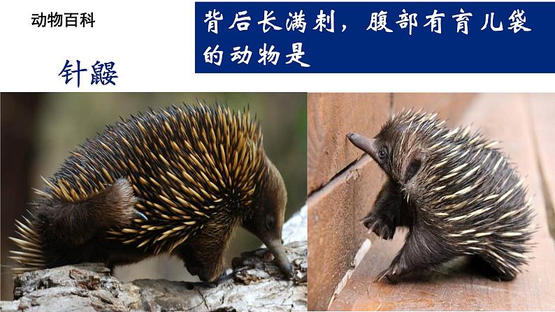 人教版地理七年级下册课件 8.4 澳大利亚（4）07