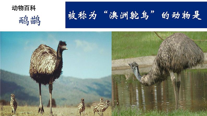 人教版地理七年级下册课件 8.4 澳大利亚（4）08