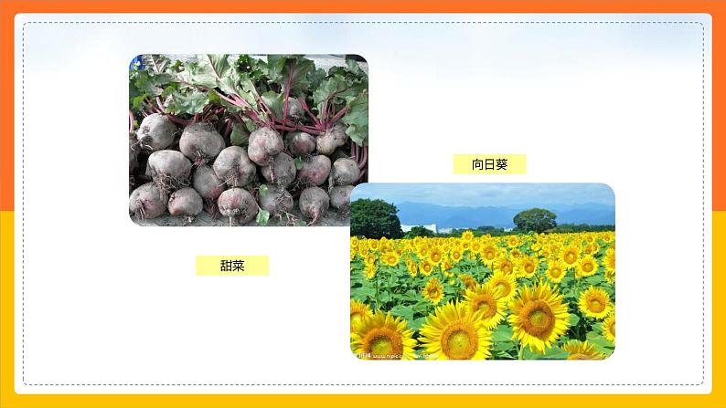 7.5.2俄罗斯（课件+教案 +练习+导学案）08